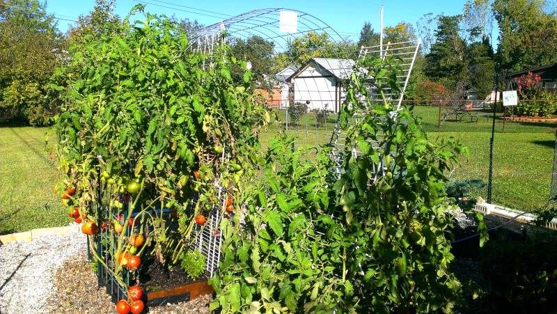 tall tomatoes - Brandywine Tomatoes, 159 on Vines Today! 20131022