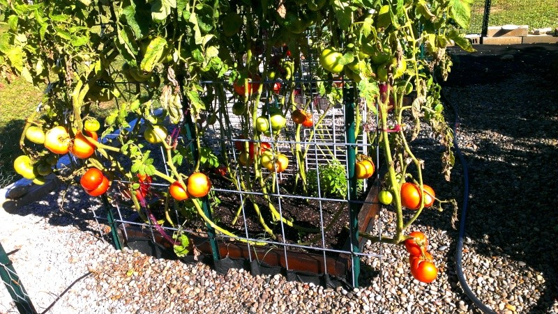 tall tomatoes - Brandywine Tomatoes, 159 on Vines Today! 20131023