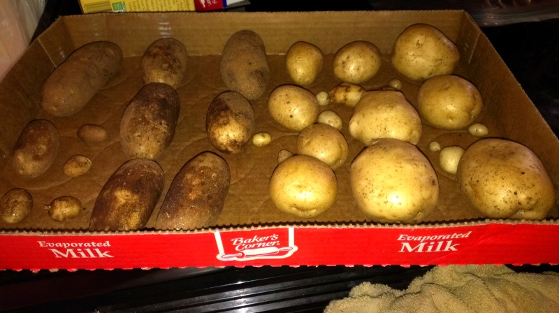 My Potato Harvest 20131036
