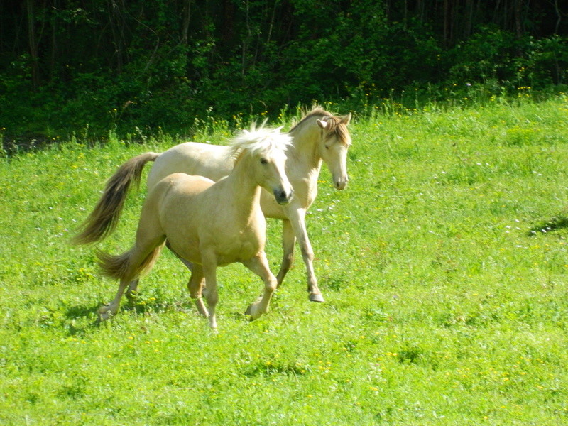 Nelly, Edoras et Ered Luin - Page 20 Dscn7214