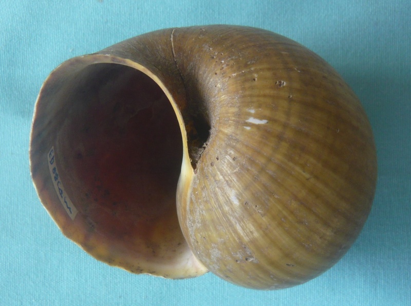 Pila wermei leopoldvillensis - (Pilsbry 1927) 00215