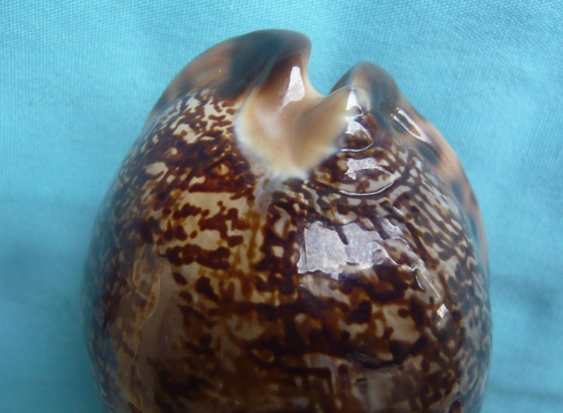 Mauritia arabica immanis - Schilder & Schilder, 1939 00250