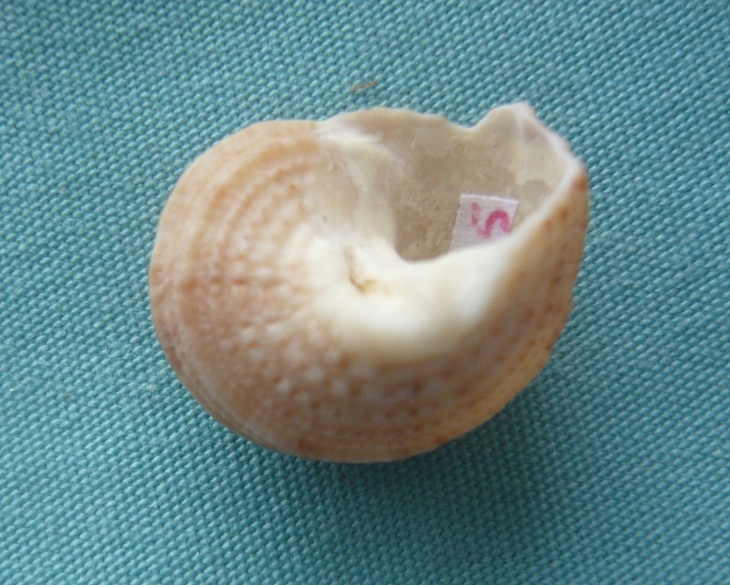 Lunella torquata (Gmelin, 1791) 00824
