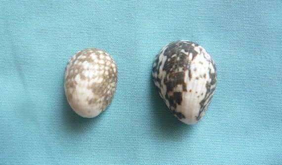 Nerita albicilla - Linnaeus, 1758 P1020011