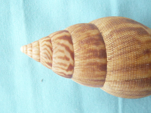 Achatina iostoma L. Pfeiffer, 1854 P1020079