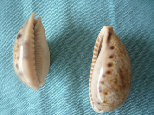 Cypraea de Madagascar (763) caurica elongata P1020171