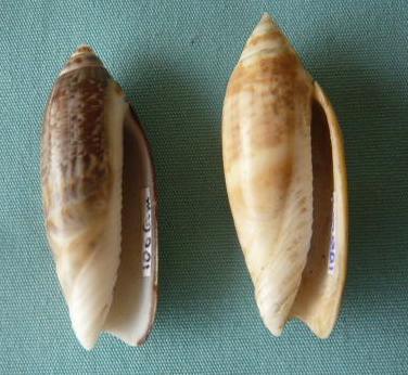 Agaronia acuminata (Lamarck, 1811) P1020439