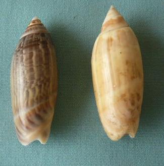 Agaronia acuminata (Lamarck, 1811) P1020443