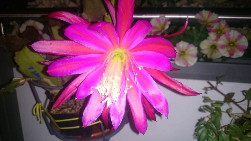 Epiphyllum (Blattkakteen) Dsc_0322