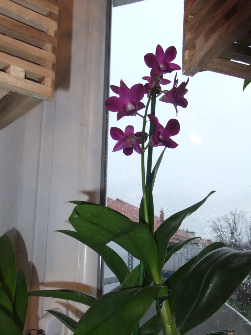 Orchideen 2011 - 2015 Teil 1 - Seite 46 Dscf8434