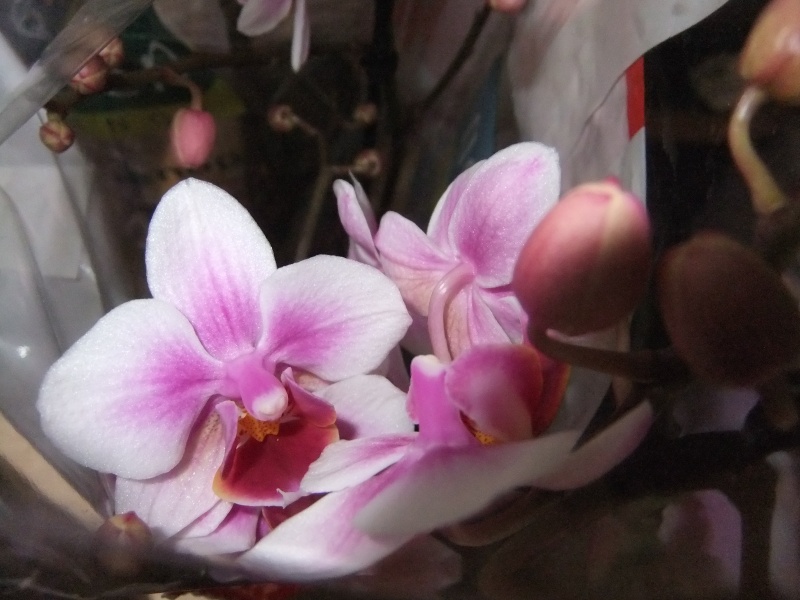 Orchideen 2011 - 2015 Teil 1 - Seite 51 Dscf8528