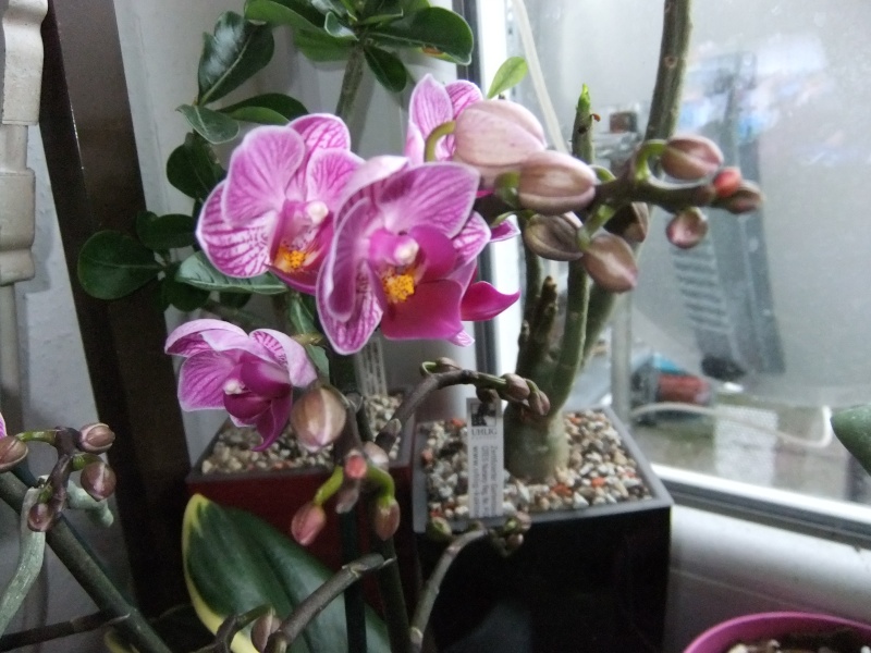 Orchideen 2011 - 2015 Teil 1 - Seite 52 Dscf8552