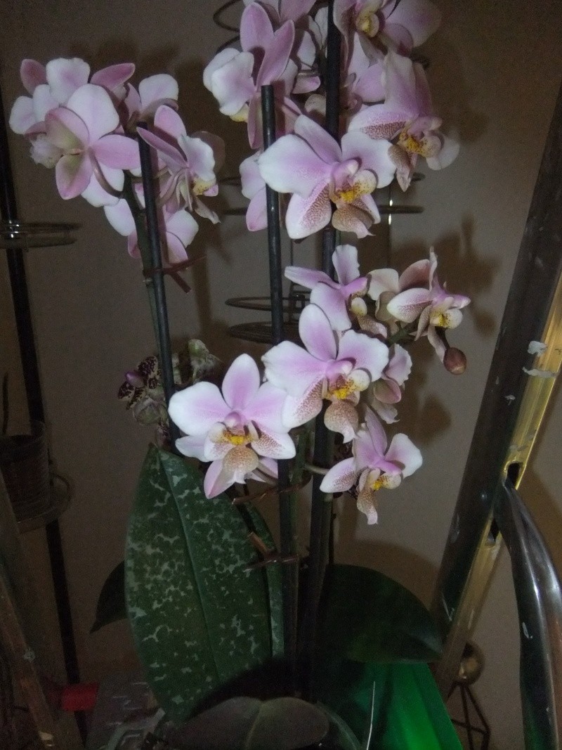 Orchideen 2011 - 2015 Teil 1 - Seite 58 Dscf8721