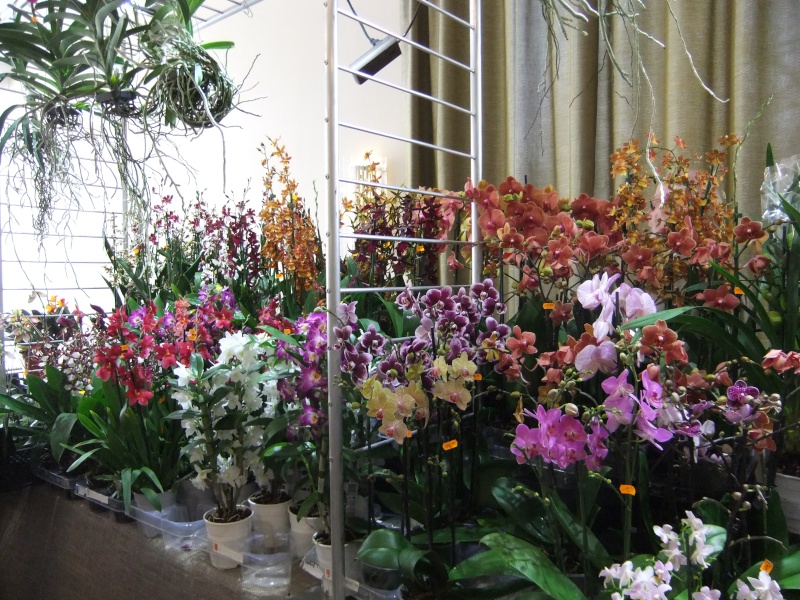 Orchideen-Ausstellungen aus aller Welt - Seite 2 Dscf9131