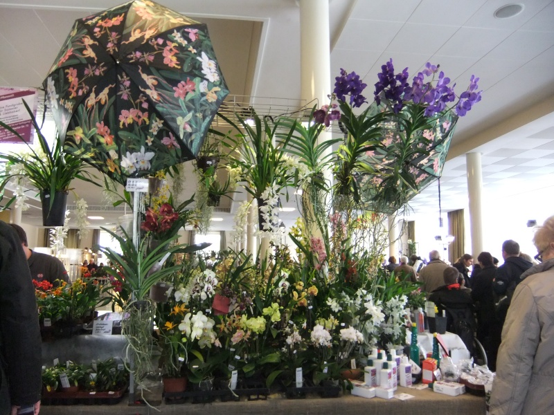 Orchideen-Ausstellungen aus aller Welt - Seite 2 Dscf9132