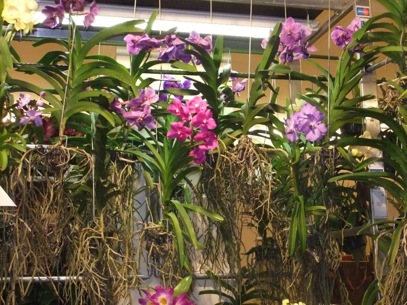 Orchideen-Ausstellungen aus aller Welt - Seite 2 Dscf9135