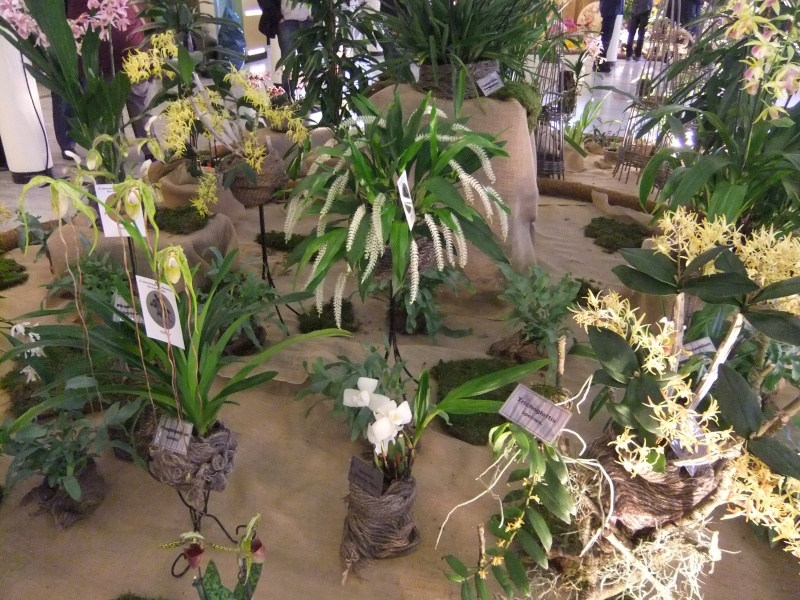 Orchideen-Ausstellungen aus aller Welt - Seite 2 Dscf9150