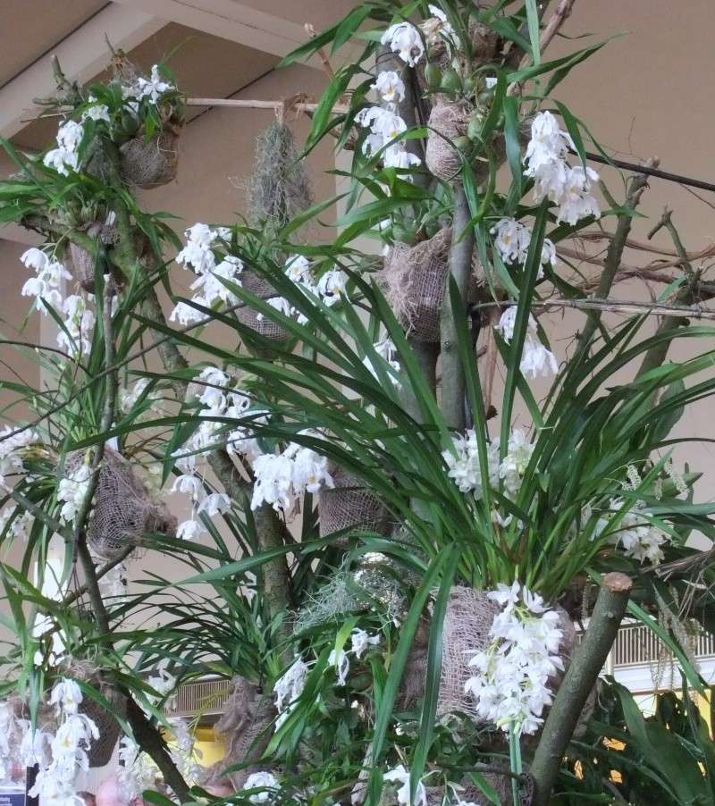Orchideen-Ausstellungen aus aller Welt - Seite 2 Dscf9158