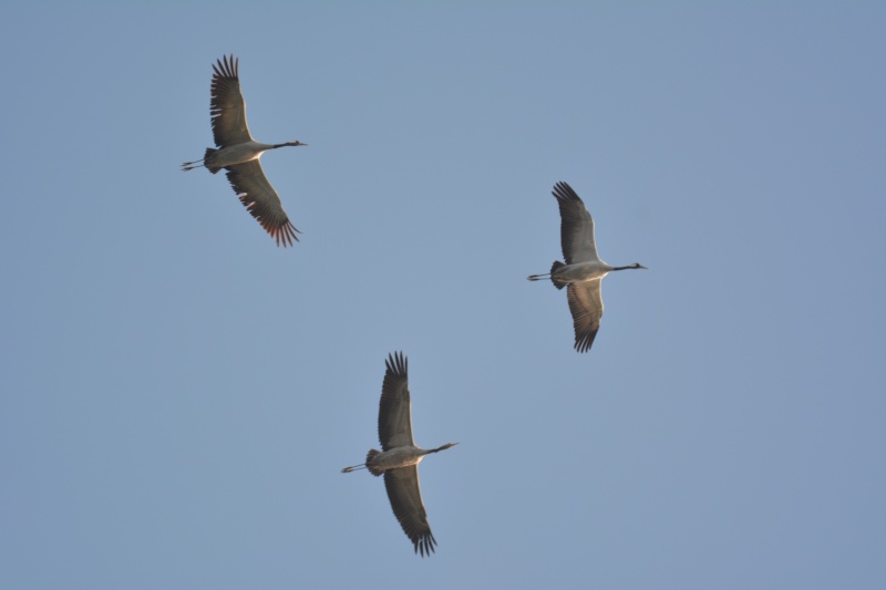pourquoi les oiseaux migrateurs volent en V ? Se1_1311