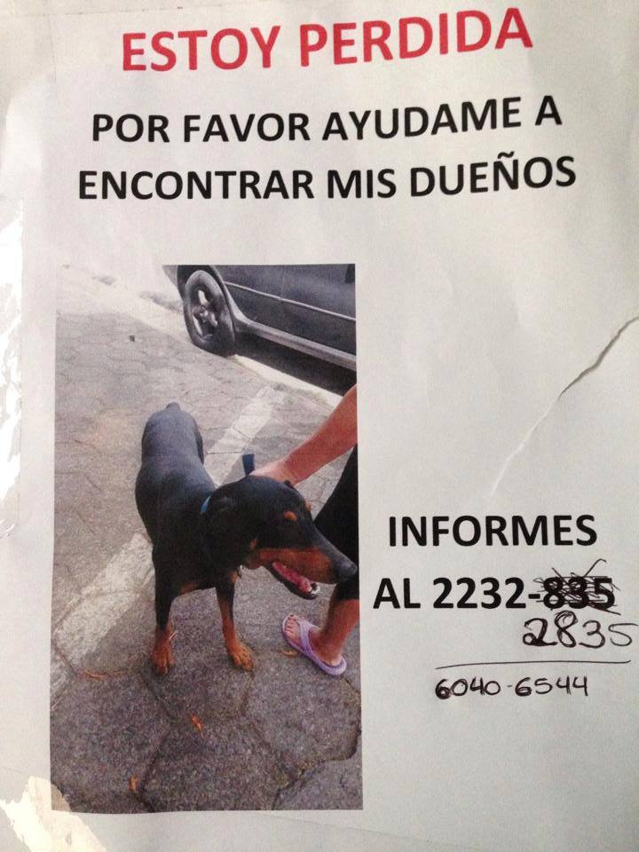 Doberman encontrada en sabana oeste 19584010