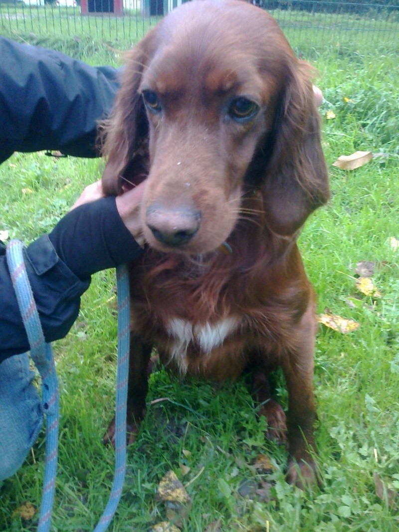 FENTUS - Setter irlandais de 3 ans - deux fois abandonn Photo111