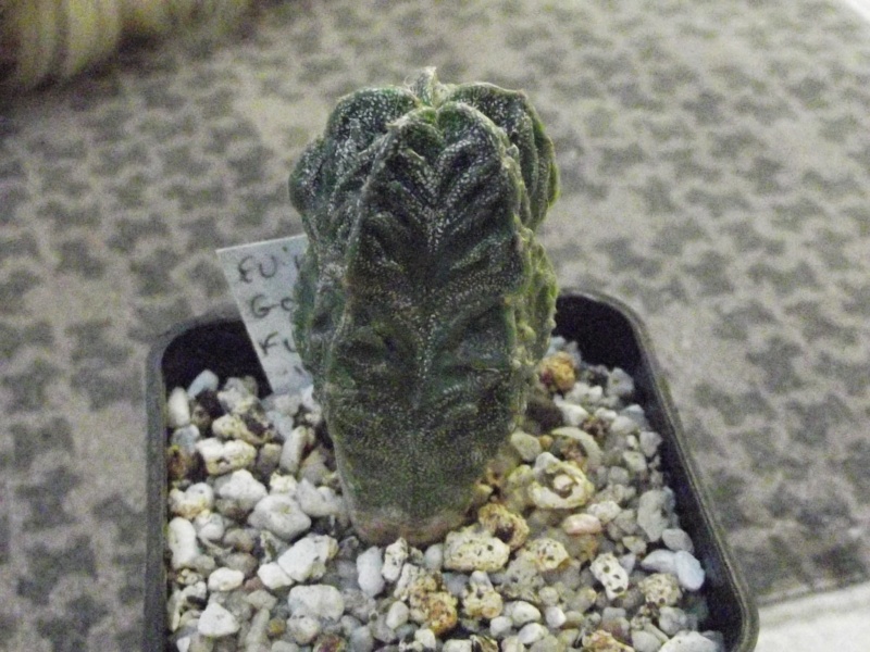 Astrophytum Furkuryu Godzilla X Furkuryu 234_0013