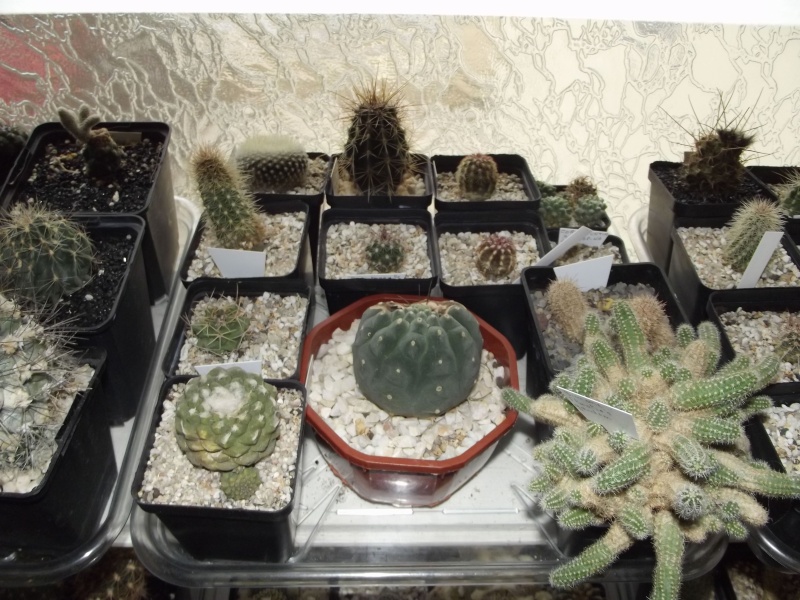 Photos de cactus (suite) 25_nov10