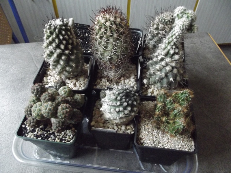 Photos de cactus (suite) 25_nov29