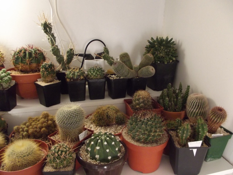 Quelques photos de cactus  56_00110