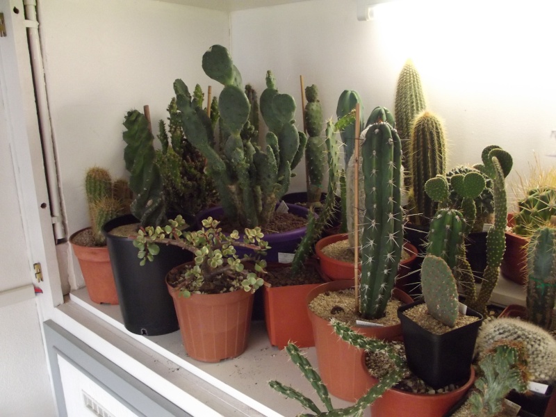 Quelques photos de cactus  56_00311