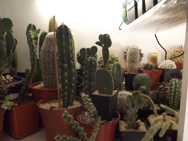 Quelques photos de cactus  56_00410