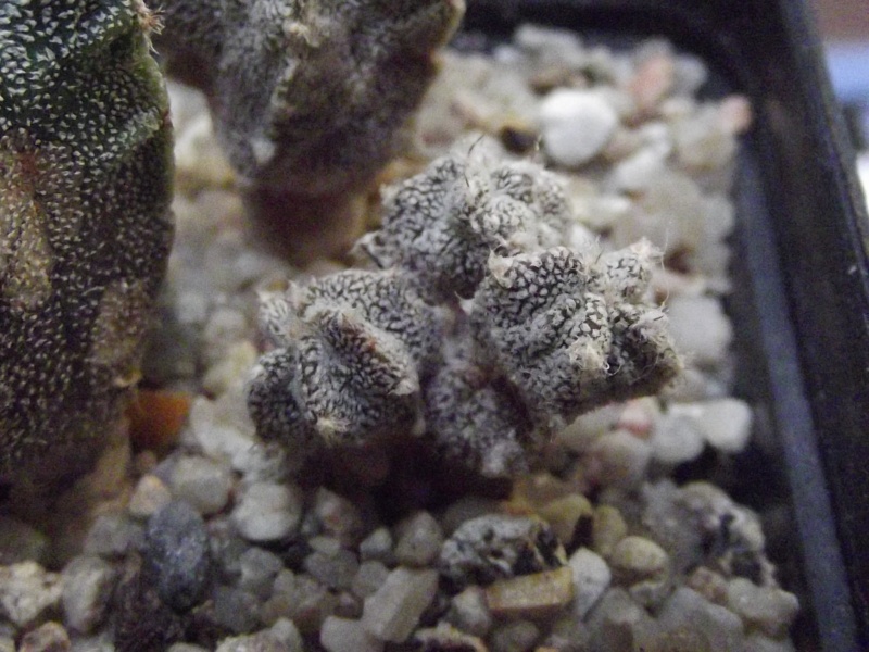 Astropohytum Myriostigma fukuryu Godzilla x Rampougyoku Astrop20