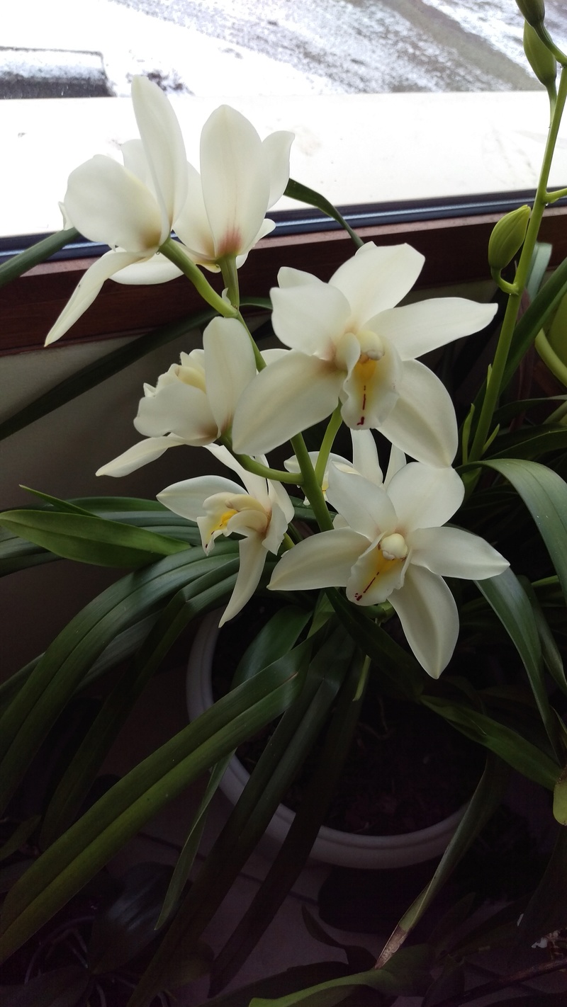 Cymbidium en fleurs Imag4713