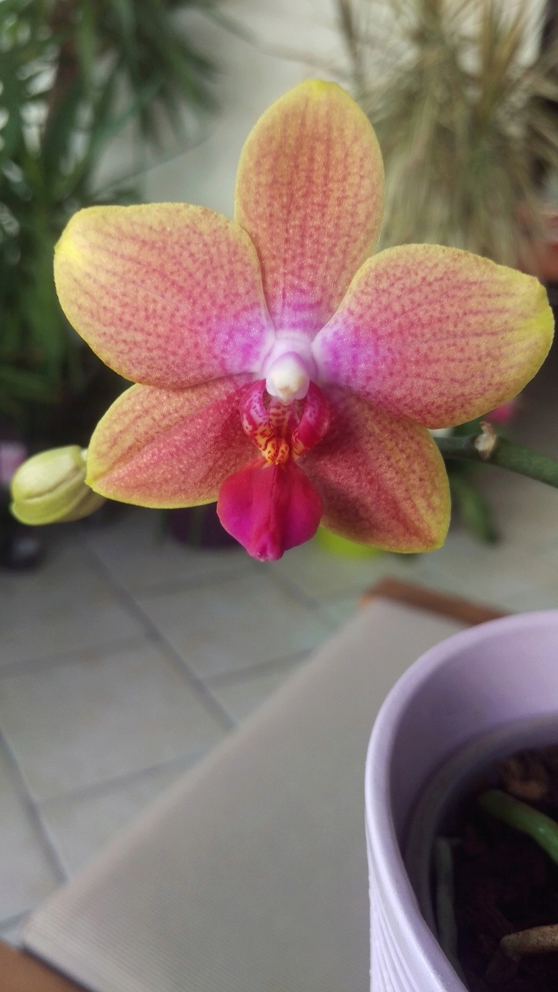 Phalaenopsis Magical Imag5112