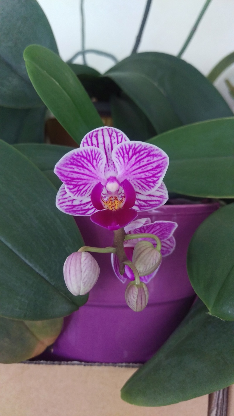 Phalaenopsis Sogo Vivien Imag5310