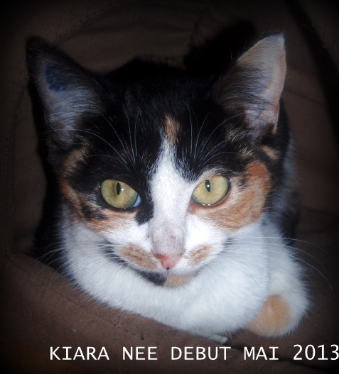 KIARA, chatonne tricolore, née début mai 2013 P1010010