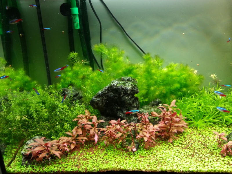 200l planté - Page 8 20140227