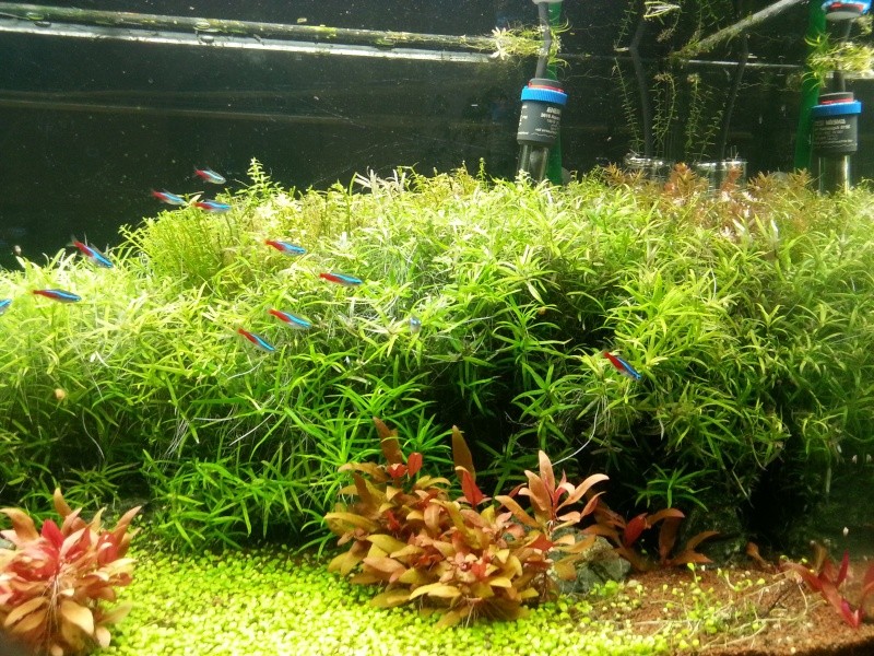 200l planté - Page 11 20140515