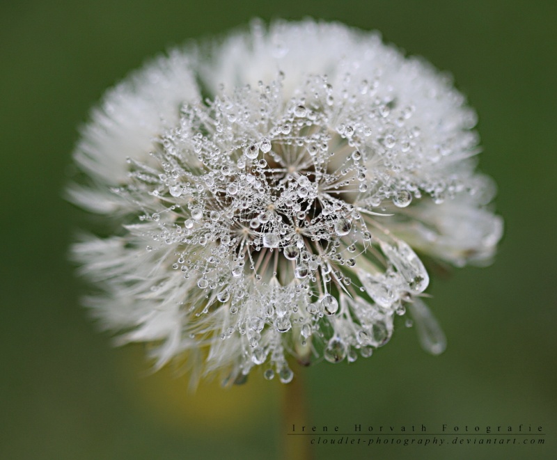 Wassertropfen auf Löwenzahn Img_9710