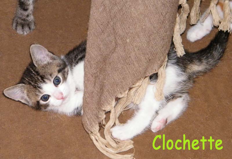 Clochette,  blanche et tigrée (17/04/17) Cloche10