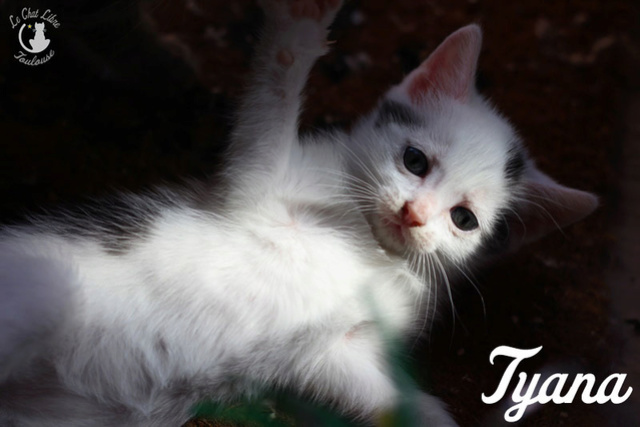tyana - POOPY SCOOP, TYANA & ILYS Adoptés Tyana10