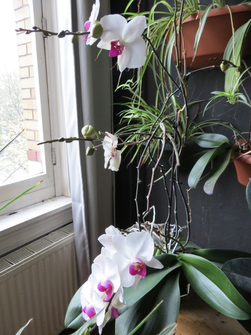 Phalaenopsis hybrides Img_1321