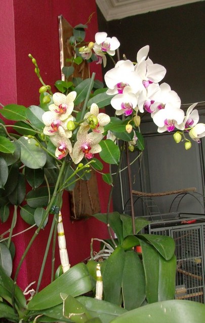 Phalaenopsis hybrides Mesorc11