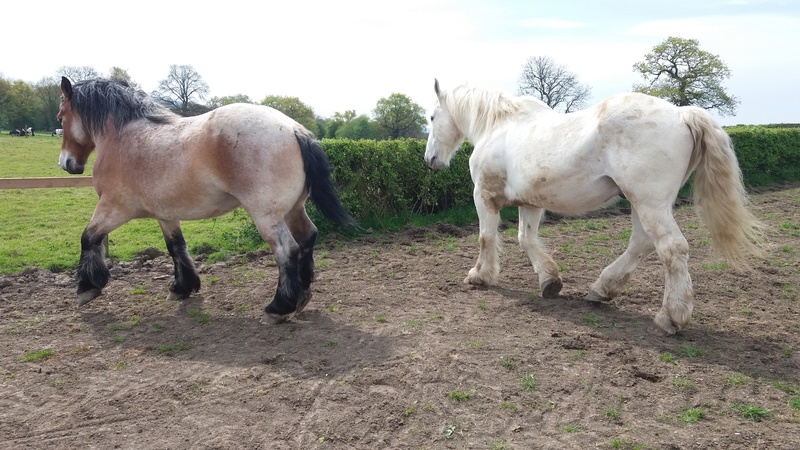 Dpt 77, 15 ans, Ouragan, hongre boulonnais, sauvé par Horsemadmum (Mars 2017) décédé - Page 2 20170417