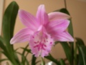 Pleione 2014 Pleion23