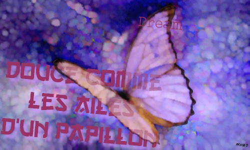 Ma galerie Papill11