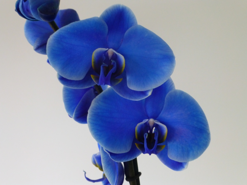 blue Orchid 03218