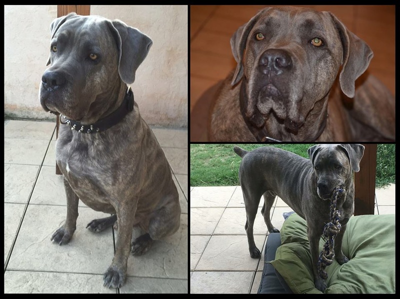 Gandhi, mâle Cane Corso, 5 ans et demi. Gandhi10