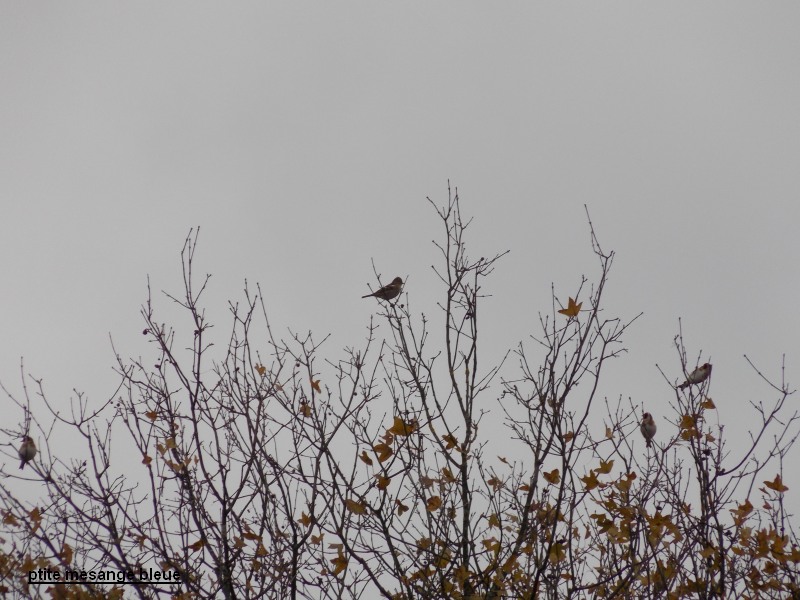 Les oiseaux de ptite mésange bleue automne hiver 2013 Copie_29