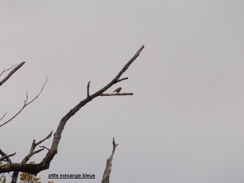 Les oiseaux de ptite mésange bleue automne hiver 2013 Copie_30